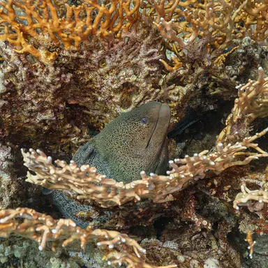 Sharm el Sheikh: immagine della destinazione